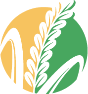 Sâm Ngọc Linh Rừng